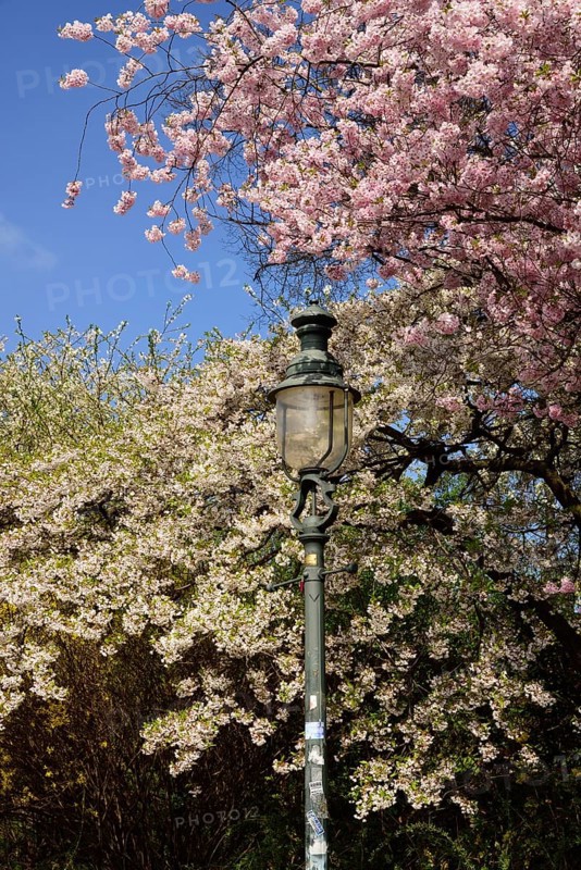 Hamburg, Alster, Frühling, Japanische Blütenkirsche