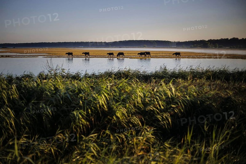 Young bulls run across a flooded pasture near Born am Darß shortly after sunrise. Born, 06.08.2024