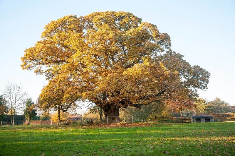 Orange brown sweet chestnut tree, Castanea saliva, autumn leaves Woodborough, Wiltshire, England, UK