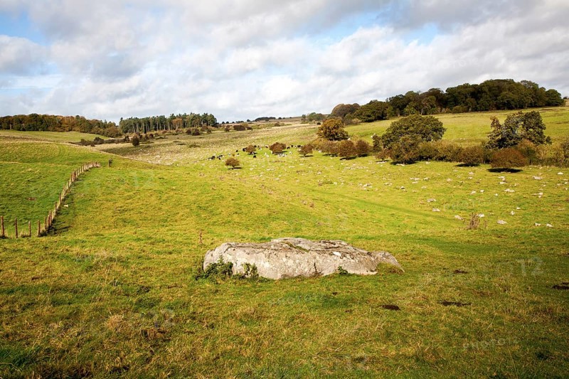 Fyfield Down national nature reserve, Marlborough Downs, Wiltshire, England, UK one of the country's oldest created in 1955 of unimproved chalk grassland with sarsen stones in dry valleys