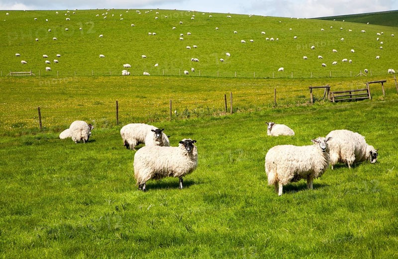 Flock of sheep grazing on calcareous grassland of chalk downland on Milk Hill, the Marlborough Downs, Wiltshire, England, United Kingdom, Europe