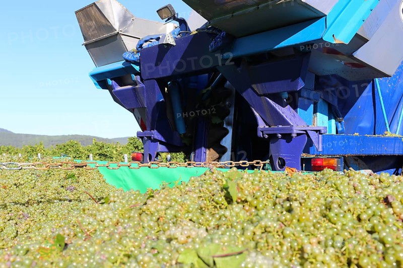 Grape grape harvest with full harvester in the district of Bad Dürkheim, Rhineland-Palatinate