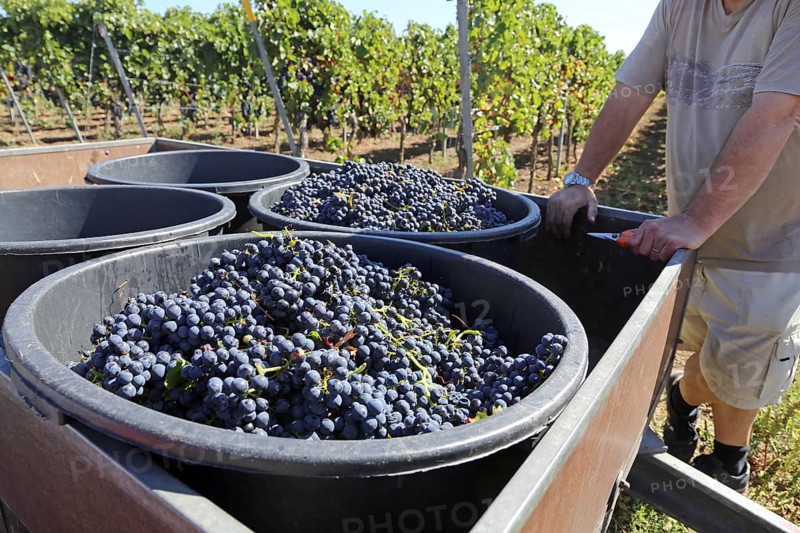 Grape grape harvest: Hand-picking Pinot Noir grapes in a vineyard in the Palatinate