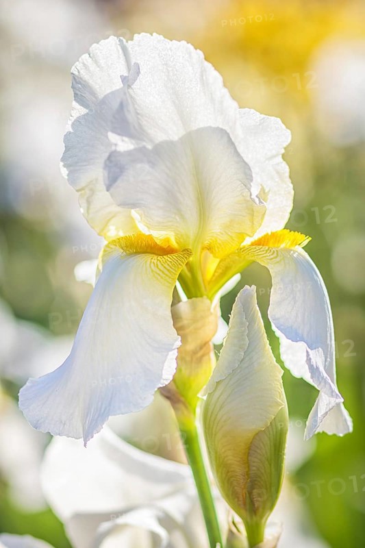 Colorful yellow and white irises in a botanical garden