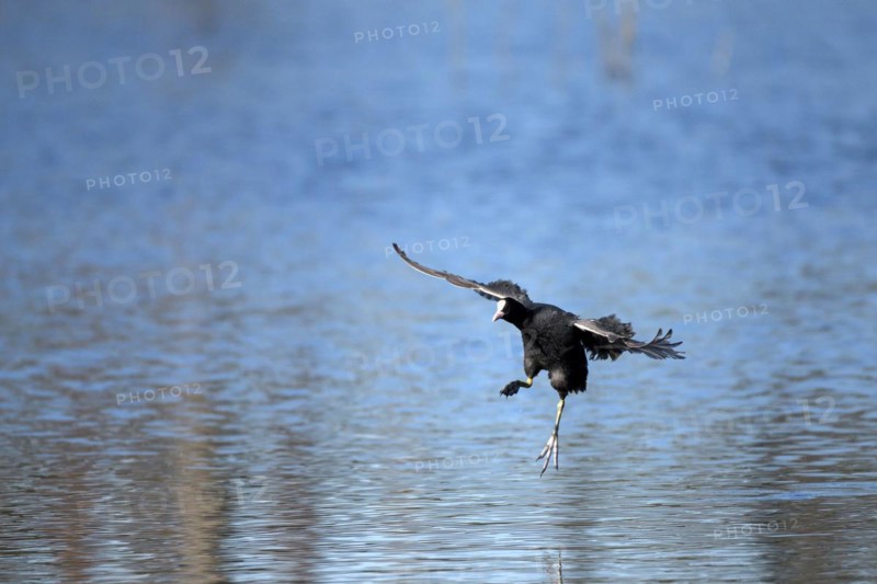 Coot rail, coot grouse (Fulica atra), adult bird, landing, mountain sink area, Bottrop, Ruhr area, North Rhine-Westphalia, Germany, Europe