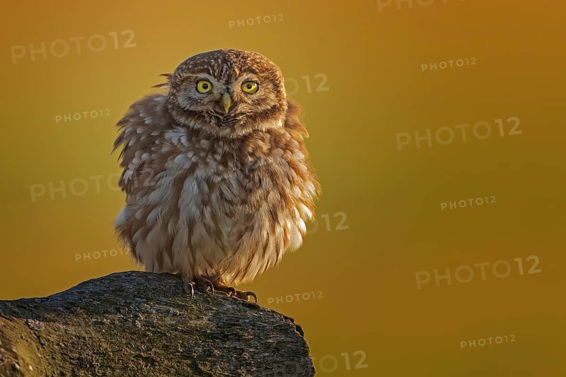 Little owl (Athene noctua) preying, lying in wait at sunset, plumage care, fluffed up up, plumage, Kiskunsag National Park, Hungary, Europe