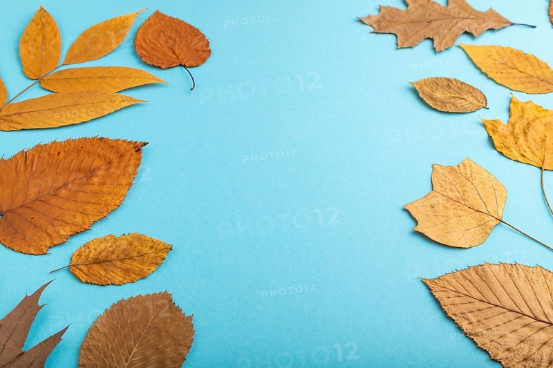 Composition with yellow and brown autumn leaves on blue pastel background. side view, still life, copy space