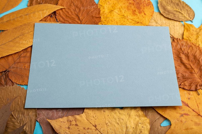 Composition with yellow and brown autumn leaves and blue paper mockup on blue pastel background. Blank, side view, still life, copy space