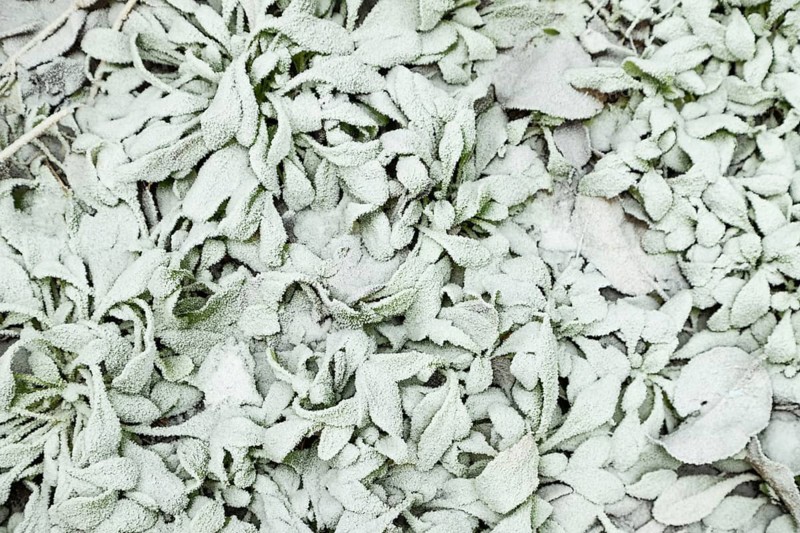 Leaves and grass covered with hoarfrost. Abstract floral background, garden and winter concept. Frost texture, close up, flat lay, top view