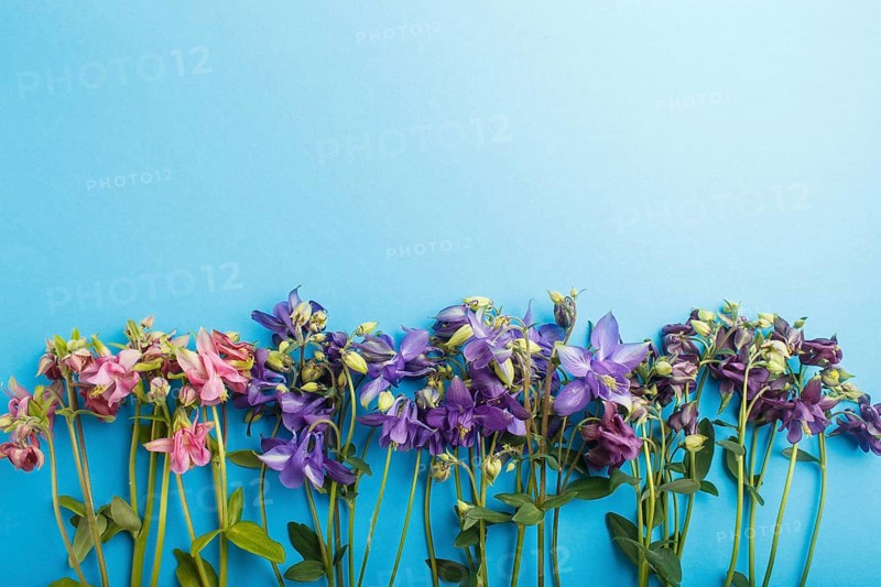 Pink and purple columbine flowers on pastel blue background. Morninig, spring, fashion composition. Flat lay, top view, copy space