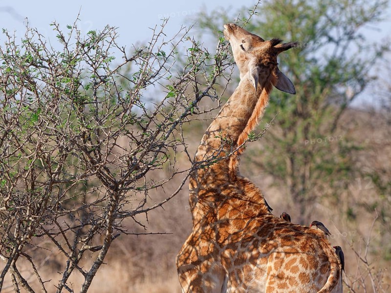 South African giraffe (Giraffa camelopardalis giraffa) with four red-billed oxpeckers (Buphagus erythrorynchus) on its back, young animal feeding on leaves of a camel thorn tree, Kruger National Park, South Africa, Africa