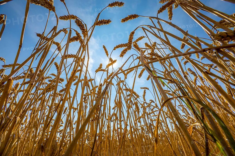 Wheat field, dried up and only low grown, due to the summer drought, drought, in East Westphalia Lippe, North Rhine-Westphalia, summer 2018