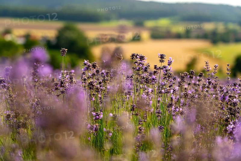 Lavender fields in East Westphalia Lippe, OWL, near the village of Fromhausen, near Detmold, the company Taoasis has been planting organic lavender since 2017 for the production of fragrances, the fields attract many thousands of visitors in summer, North Rhine-Westphalia, Germany, Europe