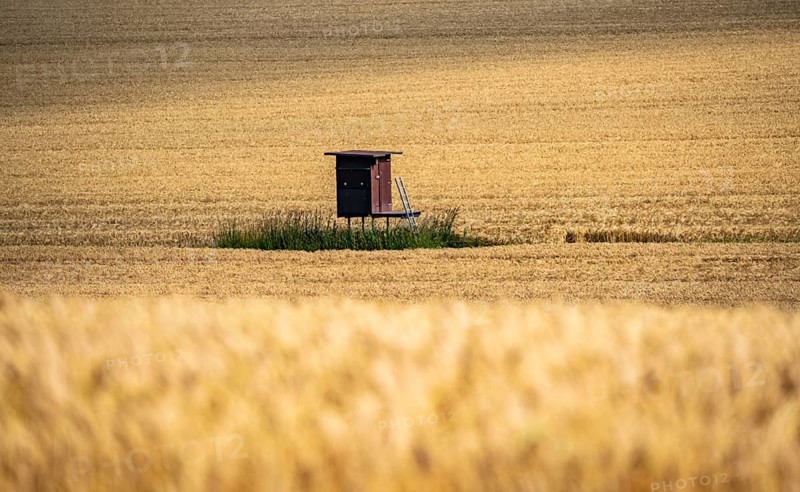 High stand for hunters, in a grain field