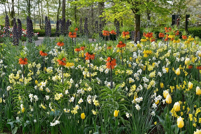 Tulips (Tulipa), daffodils (Narcissus) and kaiser's crown (Fritillaria imperialis) at Keukenhof, Lisse, South Holland