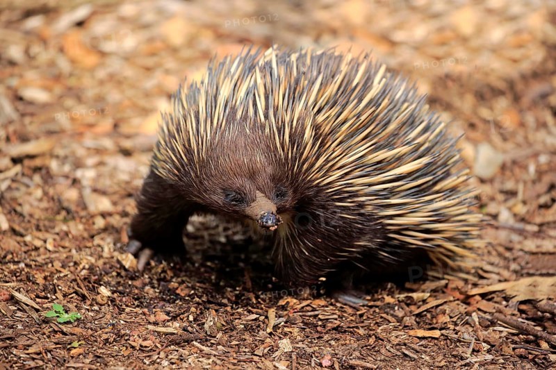 Short-beaked echidna (Tachyglossus aculeatus), adult foraging, Mount Lofty, South Australia, Australia, Oceania
