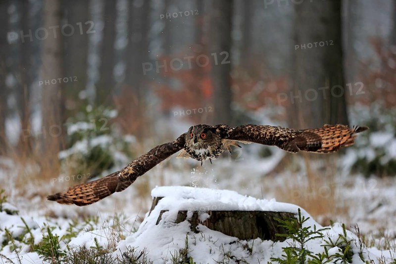 Eurasian Eagle-owl (Bubo bubo), adult flying in winter, in the snow, Zdarske Vrchy, Bohemian-Moravian Highlands, Czech Republic, Europe