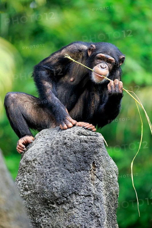 Chimpanzee (Pan troglodytes troglodytes), adult female, used, tool, eating termite mounds