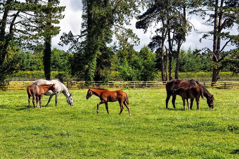 Thoroughbred horses and foals grazing in a meadow, Irish National Stud, The Irish National Stud & Gardens, Tully, Kildare, Ireland, Europe