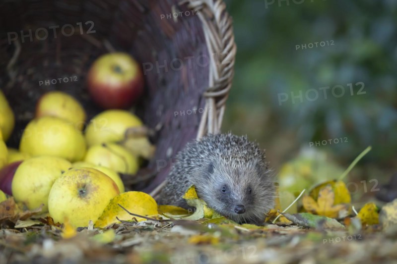 European hedgehog (Erinaceus europaeus) adult animal walking next to fallen garden apples collected in a basket in the autumn, England, United Kingdom, Europe
