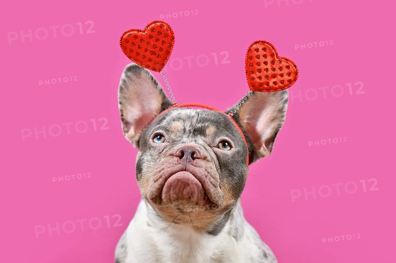 Merle French Bulldog dog wearing Valentine's Day headband with hearts on pink background