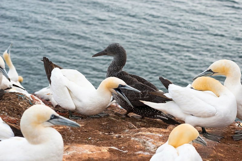 Northern gannet (Morus bassanus) (synonym: Sula bassana), several animals sitting on nests on red rocks, white adults and dark juveniles, demarcation of territory with open beak and protruding head, display of imposing behaviour, sea in the background, gannet colony Lummenfelsen, Helgoland, North Sea, Schleswig-Holstein, Germany, Europe