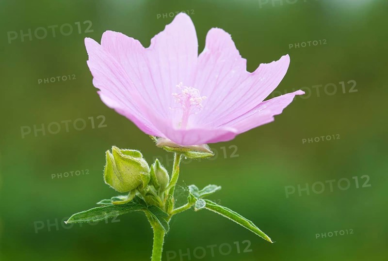 Rose mallow (Malva alcea) or rose mallow, pointed-leaved mallow, Sigmar's mallow or Siegmar's mallow, pink flower blooming against a blurred green background, edible, folk medicine, macro shot, close-up, Mecklenburg-Vorpommern, Germany, Europe