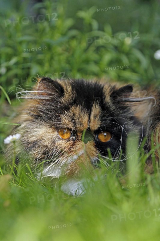 Persian cat, long-haired cat