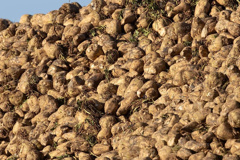 Sugar beet (Beta vulgaris) farm crop harvested roots in a pile or clamp, England, United Kingdom, Europe