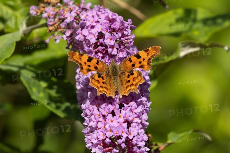 Comma butterfly (Polygonia c-album) adult insect feeding on purple Buddleja flowers in a garden, Suffolk, England, United Kingdom, Europe