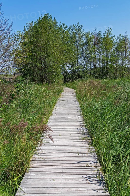 Circular hiking trail, trees, grass, wooden footbridge, Darßer Ort, Born a. Darß, Mecklenburg-Vorpommern, Germany, Europe