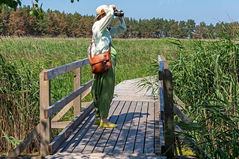Woman photographed, bridge, wooden footbridge, reed grass, trees, circular hiking trail, Darßer Ort, Born a. Darß, Mecklenburg-Vorpommern, Germany, Europe
