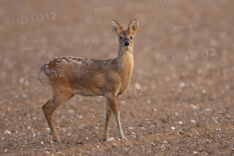 Chinese water deer (Hydropotes inermis) adult animal standing in a ploughed farmland field, Norfolk, England, United Kingdom, Europe