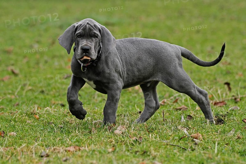 Great Dane