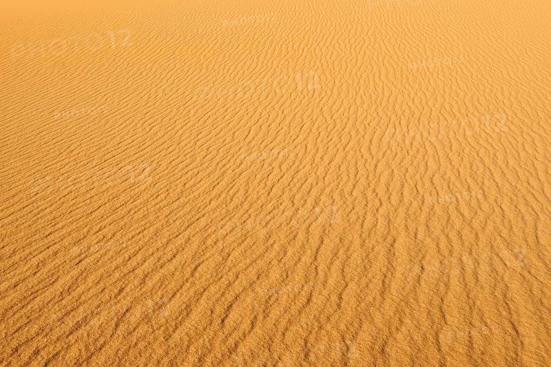View of a vast desert landscape with undulating sand patterns, sand dunes in a desert under a clear blue sky, Matruh, Great Sand Sea, Libyan Desert, Sahara, Egypt, North Africa, Africa