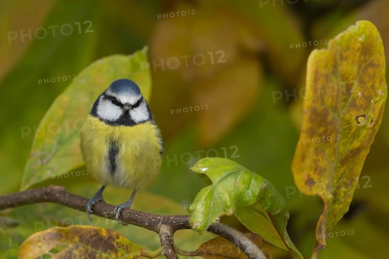 Blue tit (Cyanistes Caeruleus) adult bird amongst autumnal leaves of a garden Magnolia tree in the autumn, Suffolk, England, United Kingdom, Europe