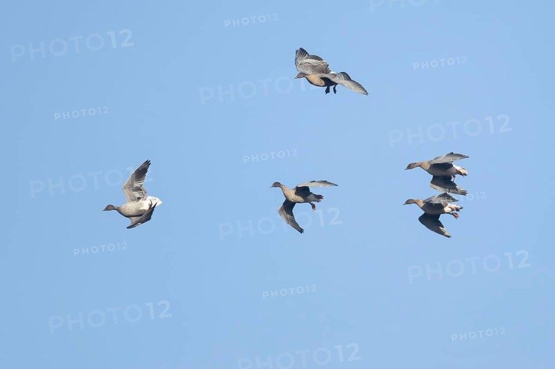 Pink-footed goose (Anser brachyrhynchus) five adult birds flying in a flock or skein, Norfolk, England, United Kingdom, Europe