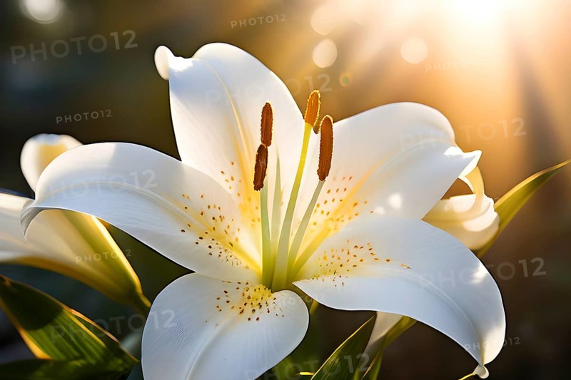 Blooming Easter lilies with soft white petals and a yellow center, bathed in gentle sunlight, AI generated