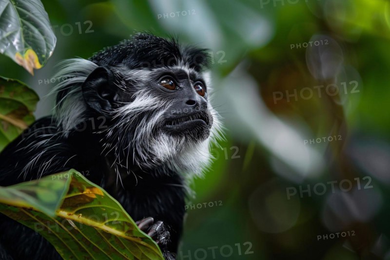 Pied Tamarin in tree. KI generiert, generiert, AI generated