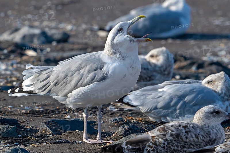Caspian gull (Larus cachinnans) calling in seagull colony along the North Sea coast in late summer, autumn