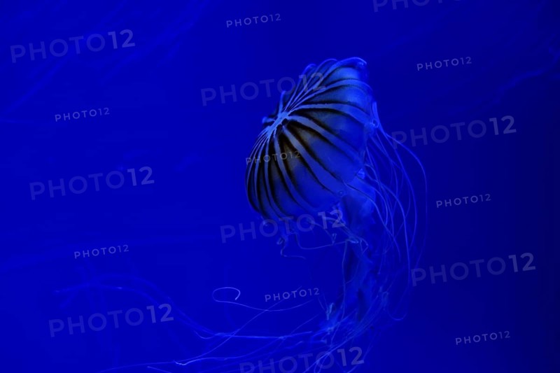Jellyfish floating underwater with trailing tentacles at night