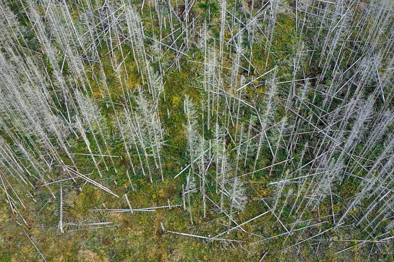 Dead spruce trees, destruction in forest caused by European spruce bark beetle (Ips typographus) infestation in Harz Mountains, Saxony-Anhalt, Germany, Europe