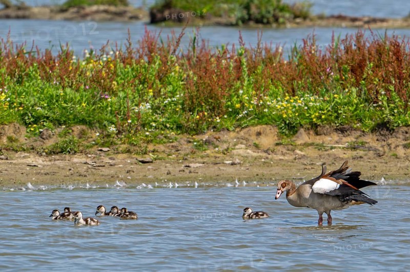 Egyptian goose (Alopochen aegyptiaca) with goslings swimming in pond in wetland in summer