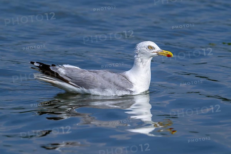 European herring gull (Larus argentatus) adult seagull swimming in sea water along the North Sea coast in summer