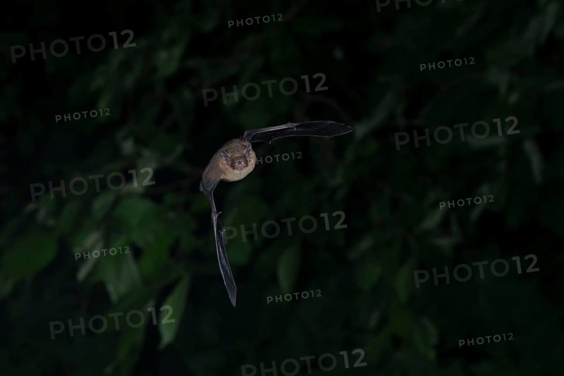 Common pipistrelle (Pipistrellus pipistrellus) hunting insects in front of deciduous forest, Brandenburg, Germany, Europe