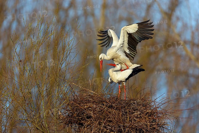 White stork (Ciconia ciconia), stork marriage, mating, copula, Altlu?heim, Germany, Europe