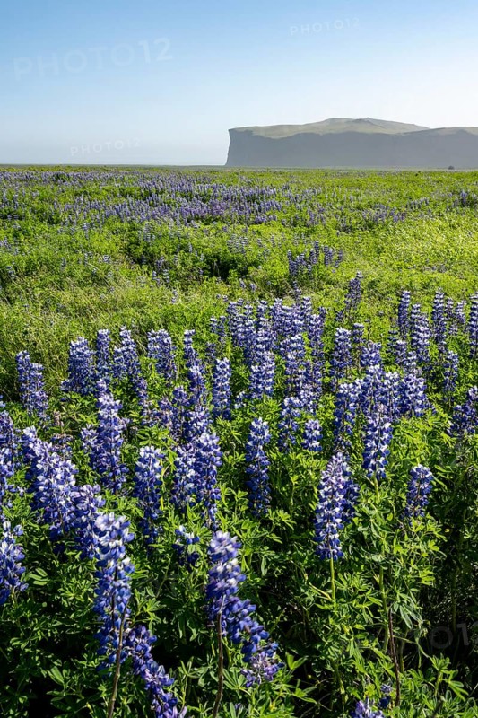 Flowering lupins, Icelandic landscape, Iceland, Europe