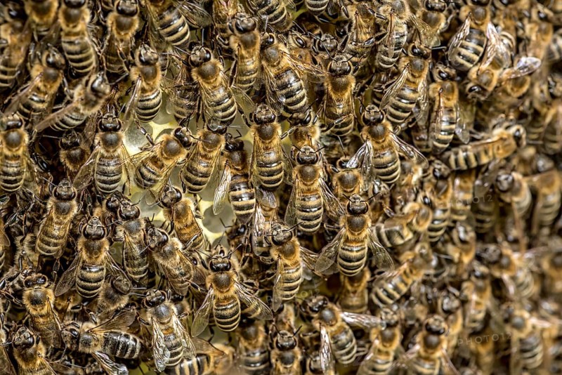 Bee colony, many bees, Western or European honey bee (Apis mellifera), wild construction of natural honeycomb outside of beehive, beeswax, fresh, white, honeycomb, Nidda, Wetterau, Hesse, Germany, Europe