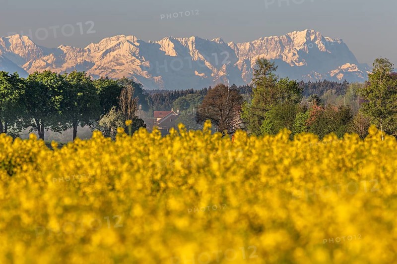 Rape, rape field, mountain landscape, spring, Icking, view of Zugspitze, Alpspitze, Wetterstein range, foothills of the Alps, Bavaria, Germany, Europe