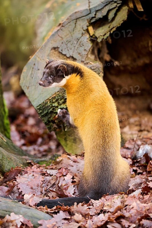 Yellow-throated marten (Martes flavigula) on an old tree trunk, Germany, Europe